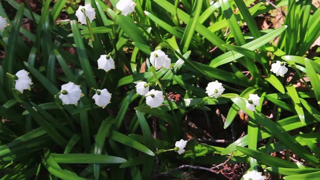 Top view of spring snowflake leucojum