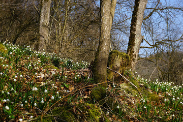 Maerzenbecher, Leucojum vernum; spring snowflake,