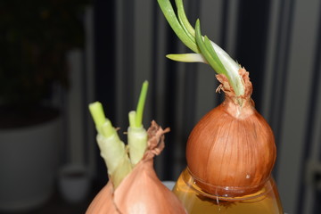 onions in a glass sprouted onions green