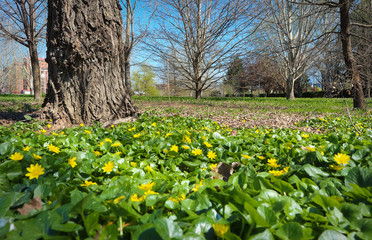 clearing in the city park