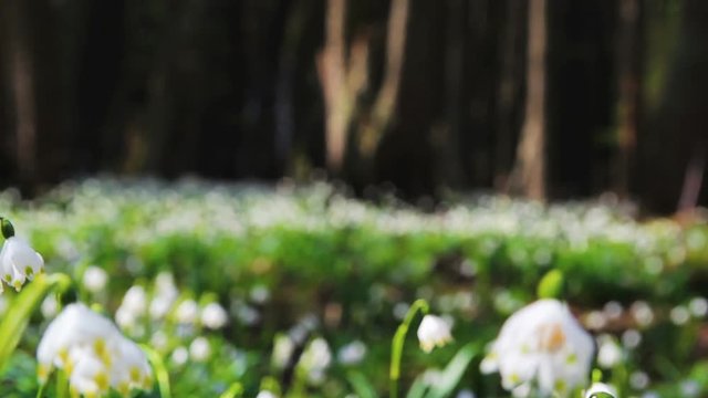 Focus on spring snowflake leucojum in forest