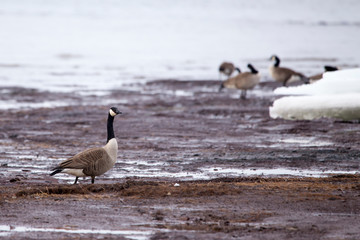 Canada goose standing proudly in muddy river bank in late winter, with other birds in soft focus background, Cap-Rouge area, Quebec City, Quebec, Canada