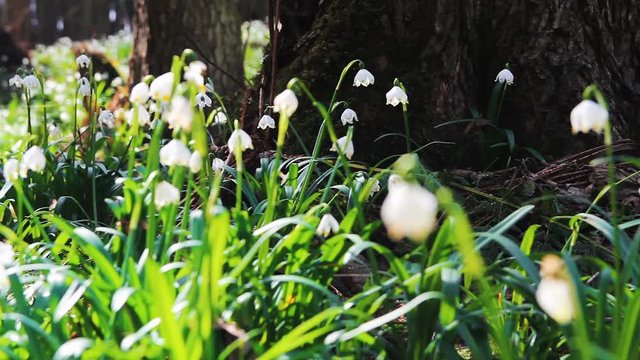 Group of spring snowflake leucojum near tree root