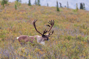 Barren Ground Caribou in Velvet in Alaska