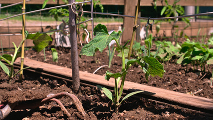   à  vos jardins potagers biologiques !