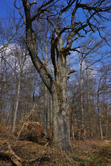 Knorrige Eiche auf der Schwäbischen Alb an einem Waldweg