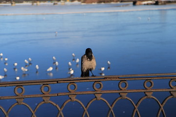 Crow on the railing