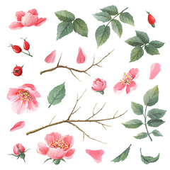 Wild roses watercolor set - 258741061