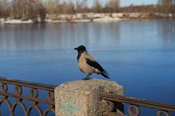 Crow on the railing