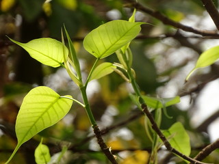 Young Peepal leaves
