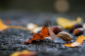 落ち葉の中をカタツムリがお散歩
