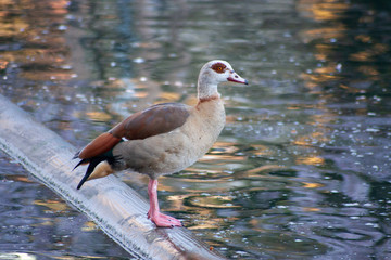 Imposante Nilgans mit farbenprächtigem Federkleid auf einem See im Frühling