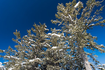 Landscape view of snow covered alpine mountain range with conifer pine trees