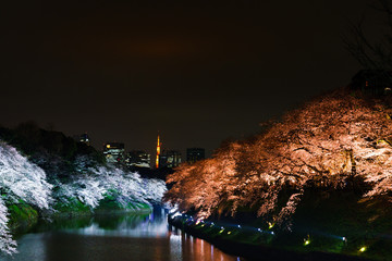 [東京都] 千鳥ヶ淵の夜桜 (No.8237)