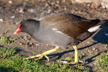 Portrait eines Teichhuhns im Morgenschein im Frühling