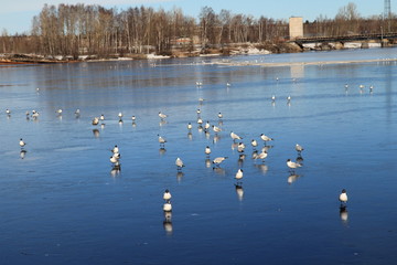  Seagulls on ice