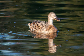 Schönes Stockentenweibchen schwimmt mit Spiegelung auf einem See