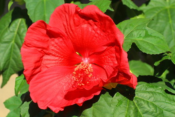 hibiskus © Hubert