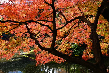 もみじ　紅葉　逆光　池　庭園　日本　晴れ　露出　違い