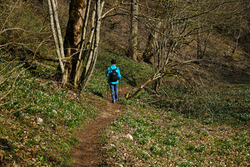 Naklejka premium Maerzenbecher, Leucojum vernum; spring snowflake,