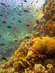 coral reef of the red sea