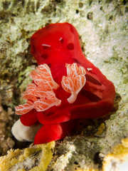 spanish dancer close up 