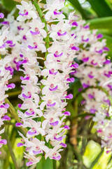 White and purple orchid, Rhynchostylis gigantea.