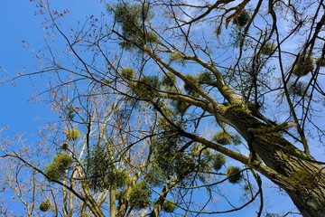 Mistletoe in a tree