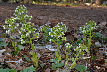 Weiße Pestwurz; Pestwurz; Petasites albus;
