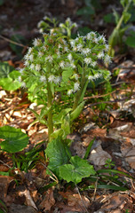 Weiße Pestwurz; Pestwurz; Petasites albus;