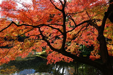 もみじ　紅葉　逆光　池　庭園　日本　晴れ　露出　違い