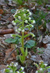 Weiße Pestwurz; Pestwurz; Petasites albus;