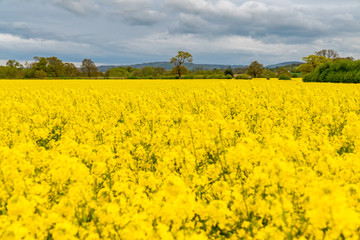 Trees in a rapeseed field and grey clouds, seen near Atcham, Shropshire, England, UK