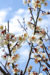 梅の花