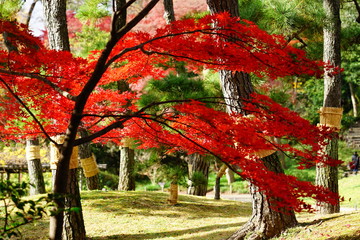 もみじ　紅葉　逆光　庭園　日本　晴れ　露出　違い　赤　緑　対比