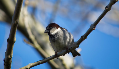 Sparrow sat on branch with blue sky background