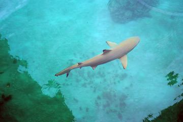 View of a shark in the Bora Bora lagoon in French Polynesia - obrazy, fototapety, plakaty