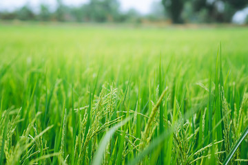 Closeup green rice field on blurry background using as background or wallpaper concept