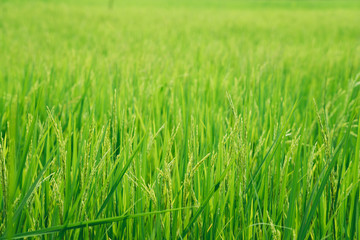 Closeup green rice field on blurry background using as background or wallpaper concept