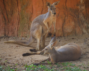 Naklejka na ściany i meble Two red giant kangaroo resting in the shade