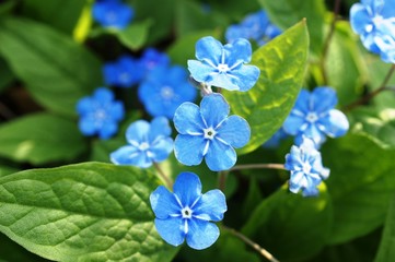 blue flowers,flower, blue, nature, spring, flowers, plant, forget-me-not, macro, green, blossom, summer, garden, purple, flora, bloom, beautiful, petal, beauty, floral, violet, leaf, 