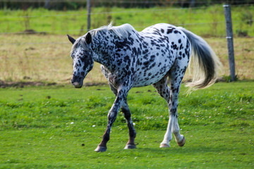 Spotted Horse © Byron
