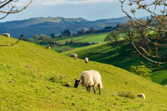 Sheep and lambs grazing on a lawn, seen between Church Stretton and Hope Bowdler, Shropshire, England, UK