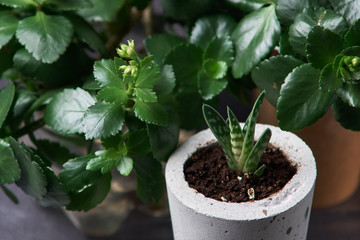minimalist urban gardening or stylish interior background with various succulents. Selective focus