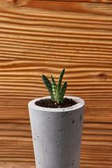 Succulents in diy concrete pot. Only planted in pots. On wooden background. the concept of home comfort