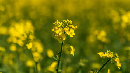 Obraz premium A rapeseed field, seen near Bishop's Castle, Shropshire, England, UK