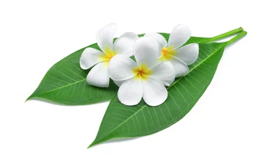 Gardinen Frangipani oder Plumeria, tropische Blumen mit grünen Blättern isoliert auf weißem Hintergrund © pum659