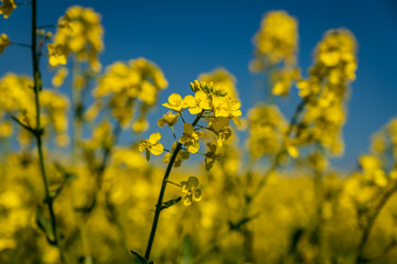 A rapeseed field, seen near Bishop's Castle, Shropshire, England, UK