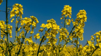 A rapeseed field, seen near Bishop's Castle, Shropshire, England, UK
