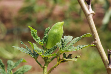 Young okra plant on the okra plants (Lady`s Finger); okra or okro known in many countries. Close up organic produce food farming.